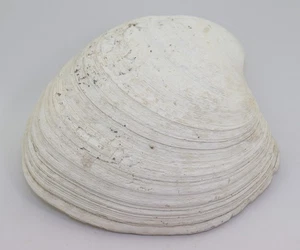 Muschel, Mercenaria campechiensis, Tertiär, Pliozän, Arcadia, Florida, USA-L940 - Picture 1 of 6