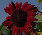 Rote Riesen-Sonnenblume red Queen- Imponierender Blickpunkt im Garten !  Samen