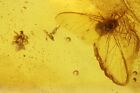 Nice Aphid Aphididae And Spider Araneae. Fossil Inclusions Baltic Amber #11847