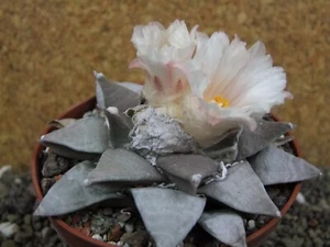 4i7 Ariocarpus retusus pot 10 cm - Picture 1 of 5