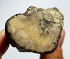 Petrified phosphorite wood from Ukraine