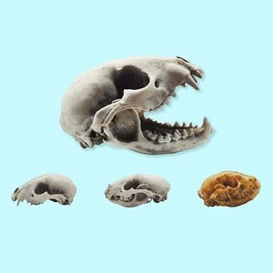 Raccoon Skull - 1:6 Scale skull replica for diorama dollhouse cabinet (1 skull) - Picture 1 of 6