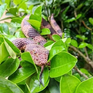 Realistic Rubber Snake Fake Rattlesnake Lifelike Real Scary Garden Prank Gag Toy - Picture 1 of 26