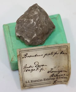 Trilobit, Bronteus palifer, Devon, Koneprusy, Beroun,Tschechische Republik-i398 - Picture 1 of 6