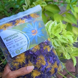 Dried Blue Lotus Nymphaea Caerulea Organic Hand Picked Pure Ceylon Herbal Flower - Picture 1 of 12