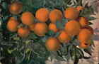 Postcard: 3300. A Cluster Of Oranges.