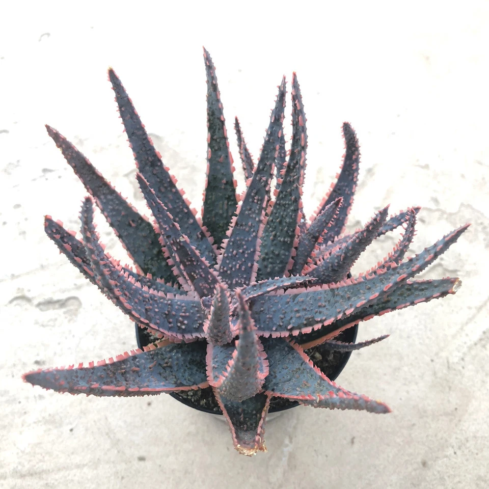 Aloe, 'Purple Haze', viene en una olla de 3,5"  Foto 1 de 3