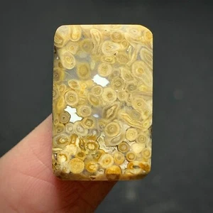 Cabujón raíz palmera petrificada natural 21x13,5x6 mm alta calidad 19 ct - Imagen 1 de 5