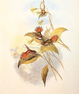 Impresión artística de colibríes vintage Gould RUFOUS FLAMEARER 139 - Imagen 1 de 4