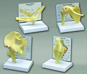 Knee Hip Shoulder Elbow GPI Model Set of 4 LFA #4015 Make Offer SEE VIDEO - Picture 1 of 5