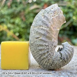 Fossil Scaphit Heteromorph ungewickelt Ammonit Scaphites equalis, unten - Bild 1 von 1