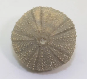 Seeigel, Stomechinus perlatus, Jura, Oxford, Reuchenette, Schweiz -L422 - Picture 1 of 6