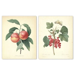 Impresiones artísticas de pared de frutas de jardín francés, juego de 2 Pierre-Joseph Redouté rojo melocotón - Imagen 1 de 7