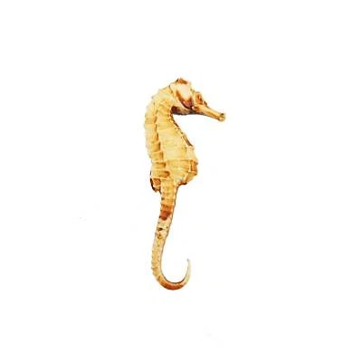 THE SCALE GRAIL Seahorse Replica for dioramas, terrariums, or display. Choose size. (1 seahorse)