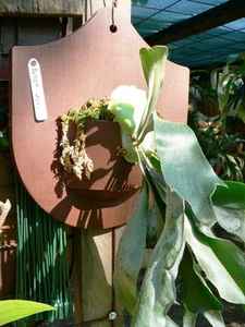 Plastic staghorn / elkhorn boards x 20. No plants or tags included - Picture 1 of 2