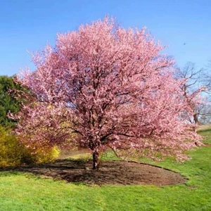 2 Kwanzan Japanese Flowering Cherry Trees - 8-14" Tall Live Plants - 2.5" Pot - Picture 1 of 9