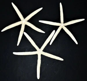 THREE (3) 10" to 12" WHITE PHILIPPINE STARFISH SEA SHELL BEACH DECOR TROPICAL A7 - Picture 1 of 3