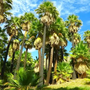 Giant California Palm Tree Seeds | Washingtonia Plant Seed 2025 Fast Shipping - Picture 1 of 8