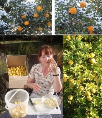 2 frostharte Orange-Palmen schnellwüchsige exotische Pflanzen im für den Garten - Bild 1 von 2