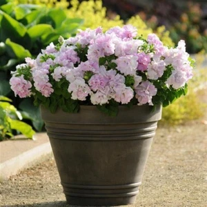50 Petunia Seeds Double Cascade Orchid Mist Pelleted Petunia Seeds - Picture 1 of 1