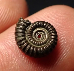 Pyrite ammonite fossil Crucilobiceras (10mm) Charmouth Jurassic Coast Fossils UK - Picture 1 of 6