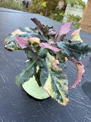 Euphorbia Francoisii variegated Rooted Succulent Cutting - Image 1 of 4