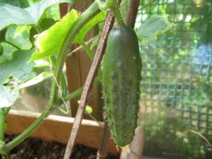 50 GURKENSAMEN - Marketmore - Bild 1 von 1