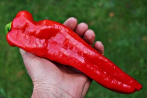 100ct Jumbo Heirloom NuMex Mild Hatch Chili Pepper Seeds -Giant Flavorful Mild ! - Picture 1 of 8
