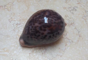 F cypraea pantherina conchiglia rossa naturale lucida WOW colore 87,2 mm F++++ F+++ - Foto 1 di 14