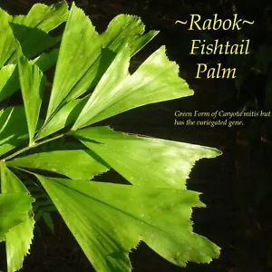 ~CARYOTA MITIS~ with VARIEGATED genes RARE FISHTAIL PALM Live Sml plant - Picture 1 of 4