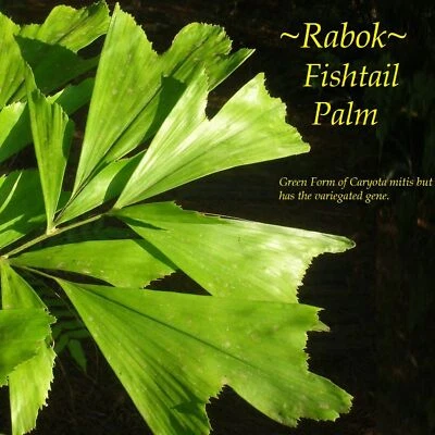 ~CARYOTA MITIS~ with VARIEGATED genes RARE FISHTAIL PALM Live Sml plant - Image 1 of 4