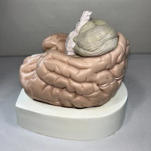 Vintage Anatomie Modell des menschlichen Gehirns Made in West Germany - Bild 1 von 11