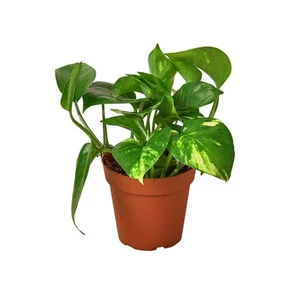 Pothos 'Golden'-4" Pot / Nursery Pot - Picture 1 of 12