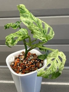 002923A Monstera adansonii frozen freckles variegata 1 Samen Fensterblatt - Bild 1 von 1