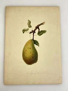 The St. Germain Pear - Aquatint Engraving Print by William Hooker 1818 Original - Picture 1 of 11