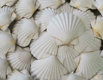 12 Extra Large Scottish Scallop Shells 13cm+ (Curved) - Image 1 of 2