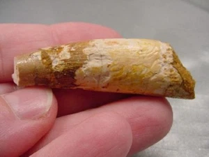 (DF233-80) 2-1/8" Fossil REAL SPINOSAURUS DINOSAUR tooth Jurassic dino fossil - Picture 1 of 3