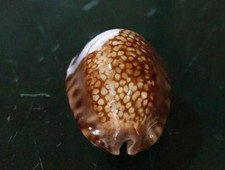 Cypraea Depressa 34 mm GEM ,Gorgeous dorsal Pattern callous BODY  WOW!!!
