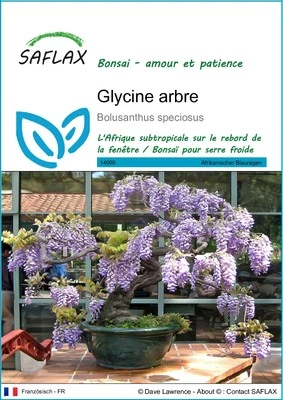 SAFLAX - Graines - Glycine arbre - 15 Graines - Photo 1/4
