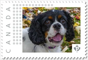 SPANIEL = PERRO ** Foto franqueo Canadá 2019 p19-04-s15 MNH - Imagen 1 de 2