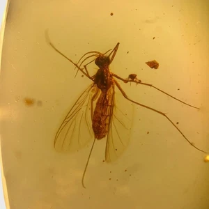 PERFECT DIPTERA in Burmese / Burmite amber fossil / 100% genuine amber - Picture 1 of 4