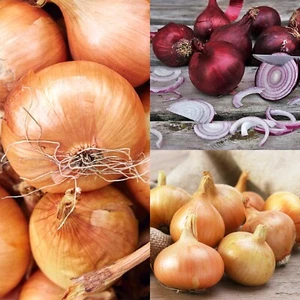 Onion Sets Mix 1500g - Red Winter, Senshyu Yellow & Radar - Spring Planting - Picture 1 of 8