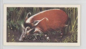1962 Brooke Bond African Wild Life Tea Red River-Hog #47 z6d