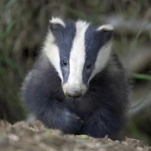 Greeting Sound Card By Really Wild Cards - Badger - Picture 1 of 1