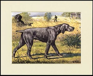 WEIMARANER LOVELY DOG PRINT MOUNTED READY TO FRAME - Bild 1 von 1
