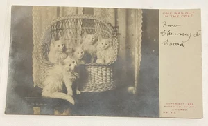 Vintage 1906 real photo postcard white cats kittens in wicker basket RPPC - Imagen 1 de 3