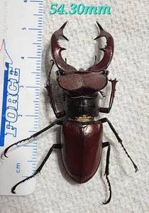 Lucanus elaphus male 54.30mm Indiana Lucanidae Stag Beetle Insect Bug - Picture 1 of 5