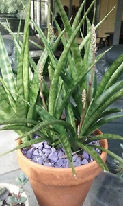 Sansevieria Parva Kenya Hyacinth x 5 mother in law tongue snake plant succulents - Picture 1 of 2