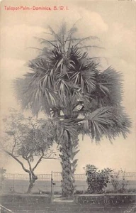 Dominica - Talispot-Palme - POSTKARTE WASSERSCHADEN ERLITTEN - Publ. Hotel de Paz - Bild 1 von 2