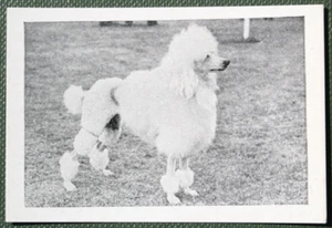 STANDARD POODLE Vintage 1955 Photo Card DE11 - Picture 1 of 2